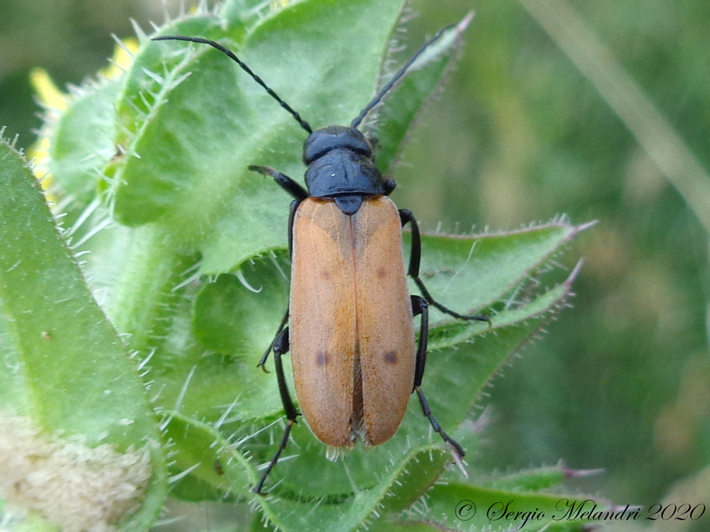 Meloidae  -Euzonitis quadrimaculata-